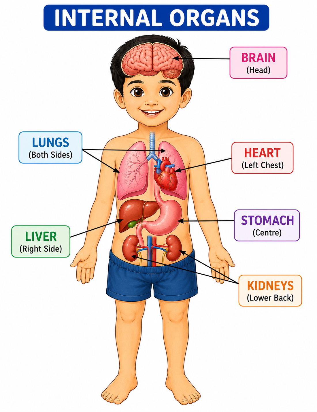 Internal organs — brain, heart, lungs, stomach, kidneys