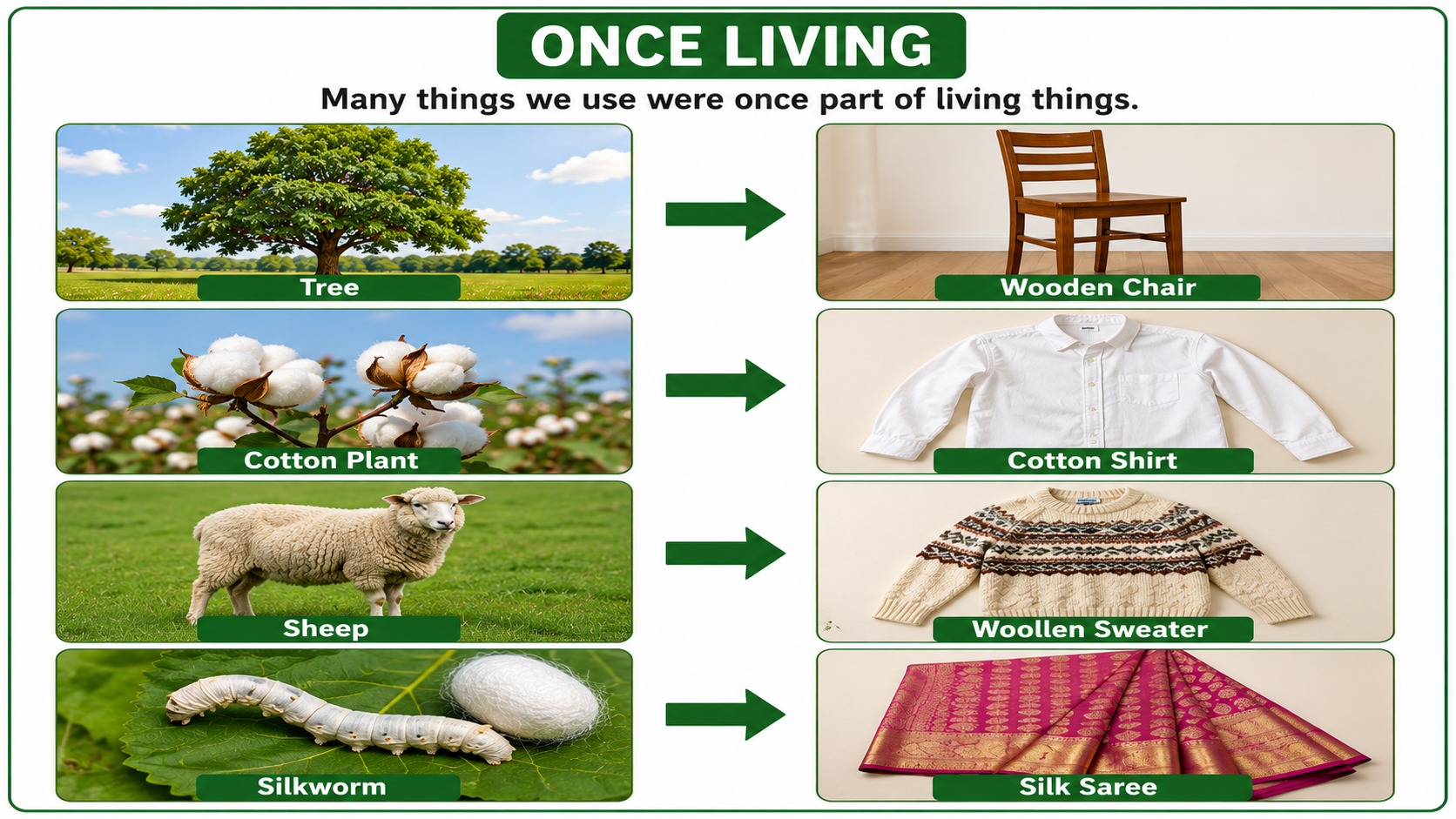 Things that were once living — tree to chair, cotton to shirt, sheep to sweater